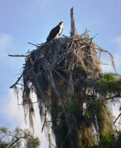 osprey-on-nest