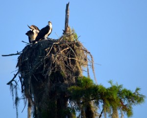 osprey-siblings