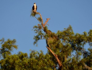 osprey.parent