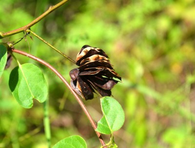 bundleflowers