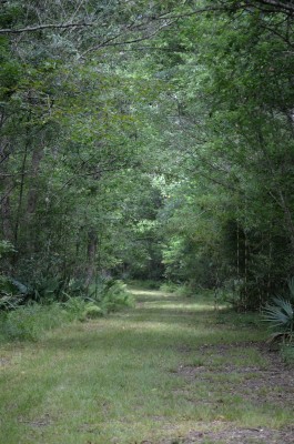 palmetto-trail2