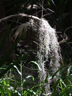 spanish-moss