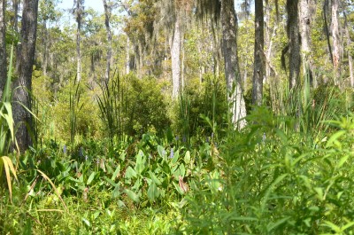 tupelo-cypress-swamp