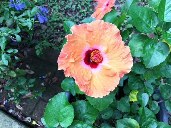 cajun-hibiscus-1