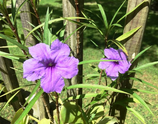 mexican-petunia