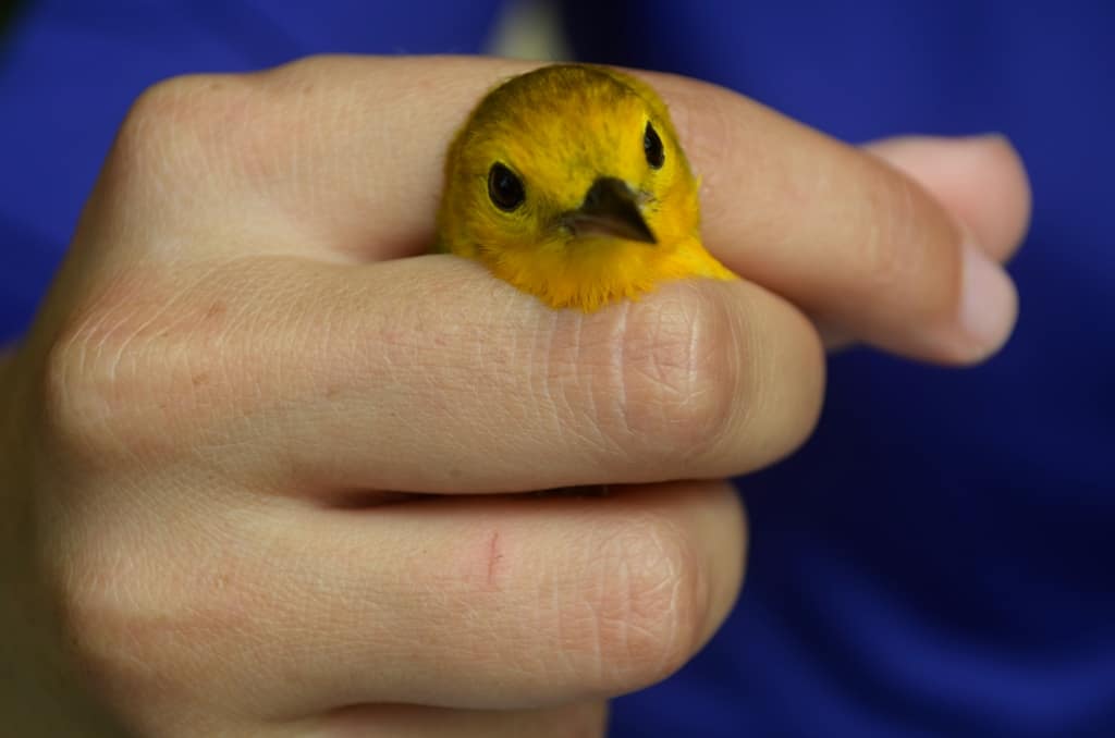 Prothonotary Warbler Project – Continued