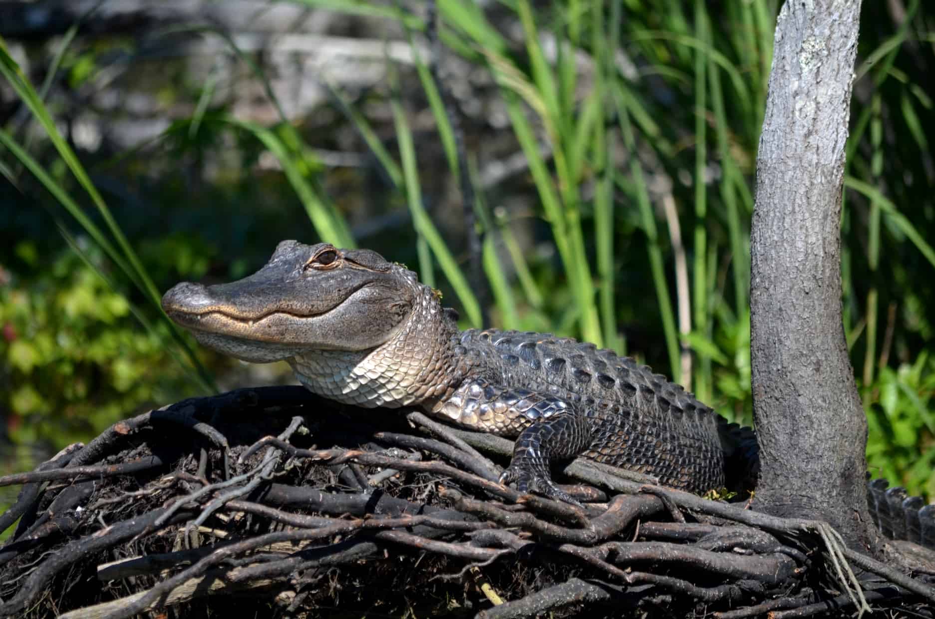 Alligator Season Starts this Week!