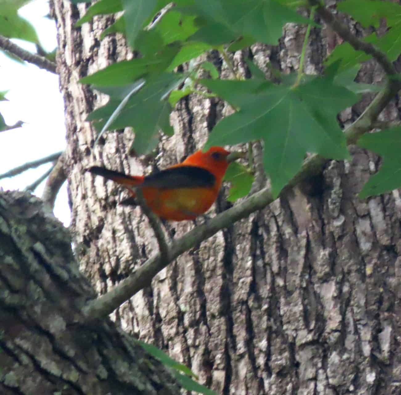 Bayou Birding Adventure 2020